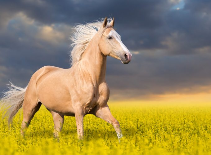 Wallpaper Horse, cute animals, 5k, Animals 7625012300